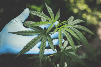 How To Know The Best CBD Manufacturers In Europe?