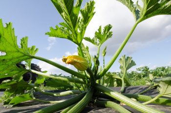 Flora Farms Freshness Meets Coastal Luxury in Puerto Los Cabos