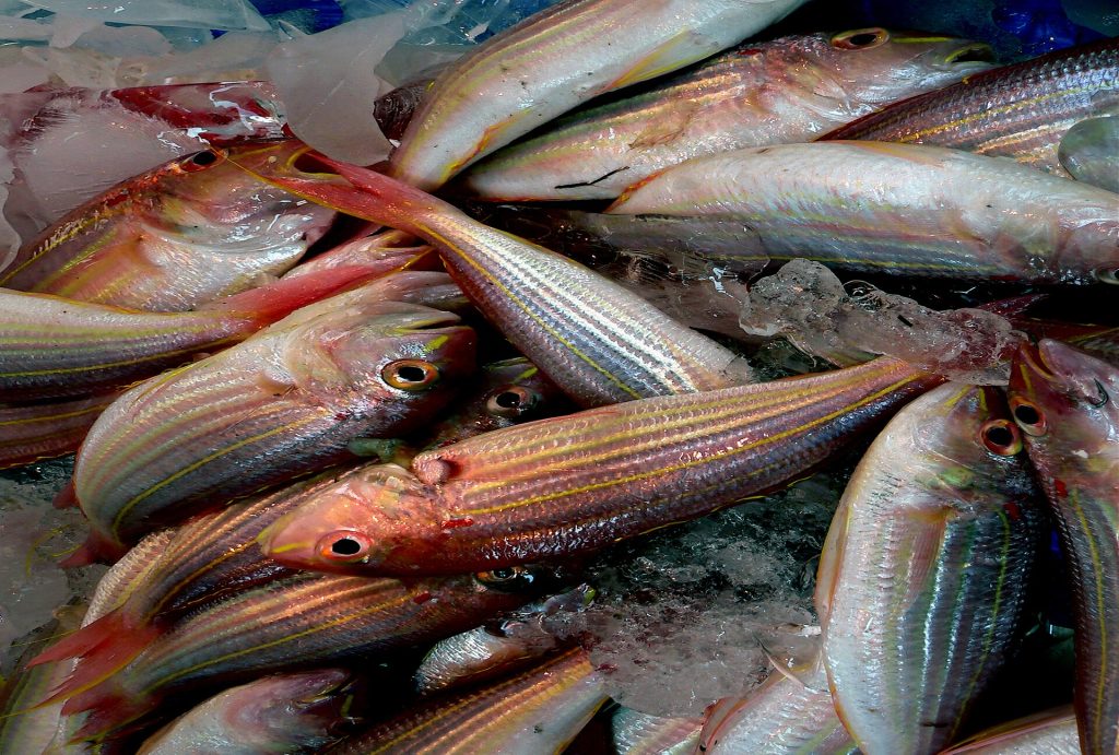 Whole fish and seafood displayed on ice at a market counter
