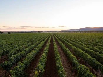 The Future of Wine wills the Innovations and Trends in the Industry  