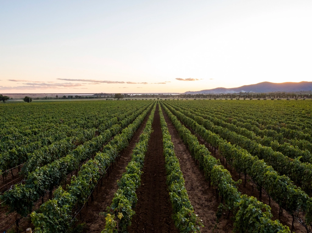 Wine Vineyard