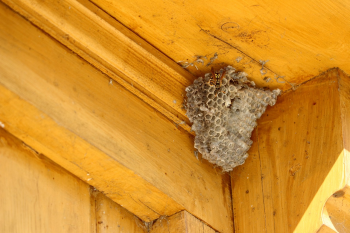 The Ultimate Guide to Commercial Pest Control: Protect Your Business