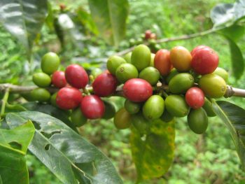 Why is Colombian coffee the world’s favorite